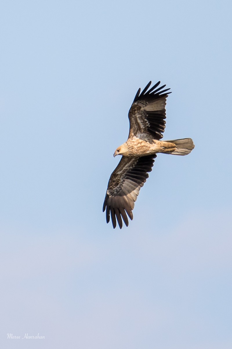 Whistling Kite - ML53492031