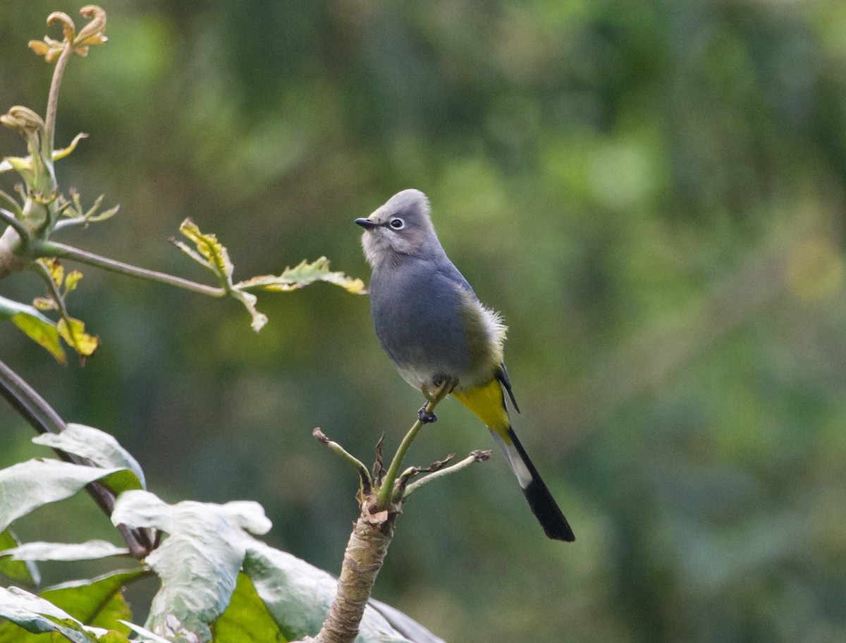 Gray Silky-flycatcher - ML534920421