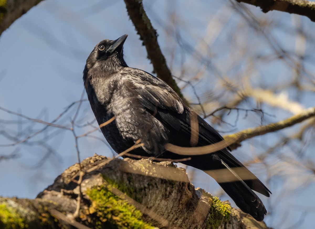 American Crow - ML534920651