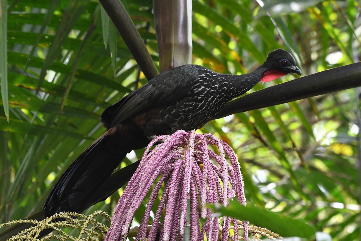 Crested Guan - ML534920741