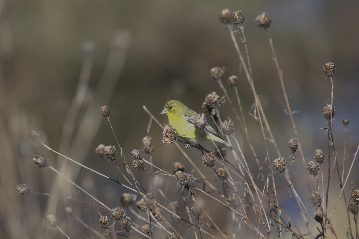 Lesser Goldfinch - ML534921291