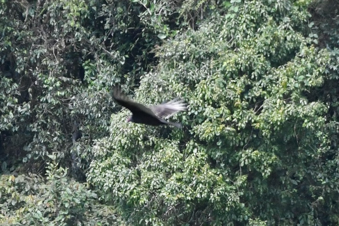 Turkey Vulture - ML534921341