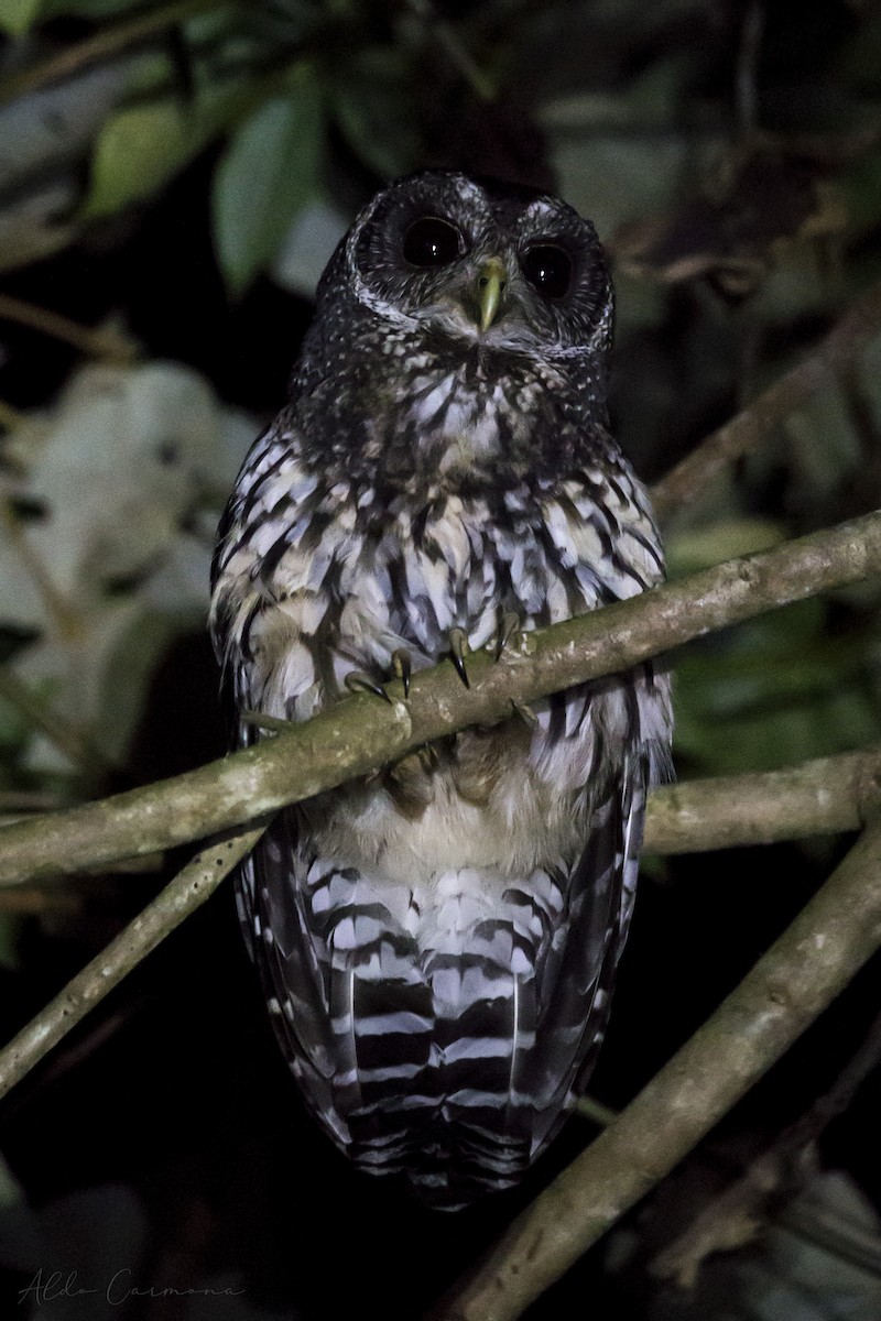 Mottled Owl - Aldo Carmona