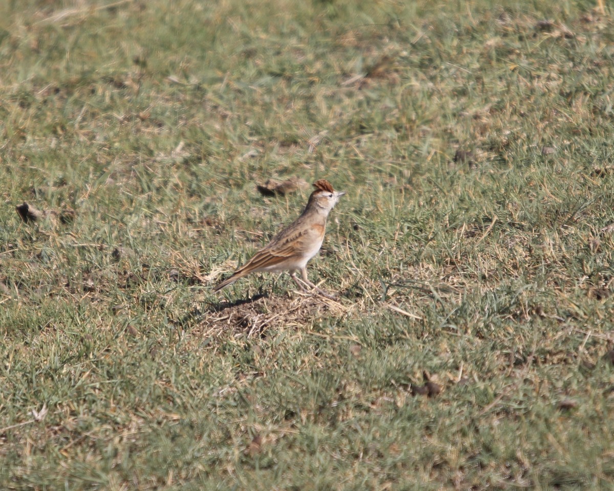 Red-capped Lark - Daniel S.