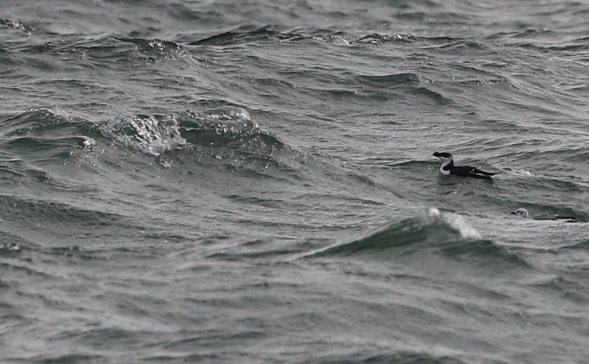 Razorbill - Rob Bielawski