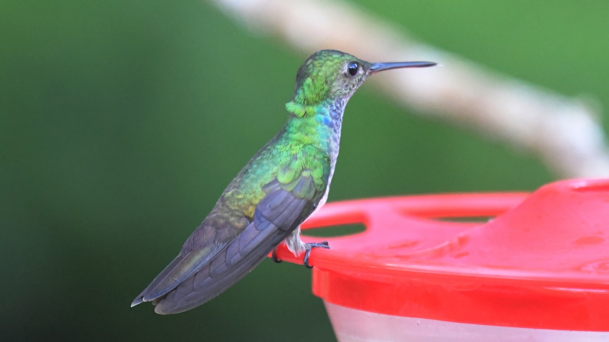 White-necked Jacobin - ML534924061