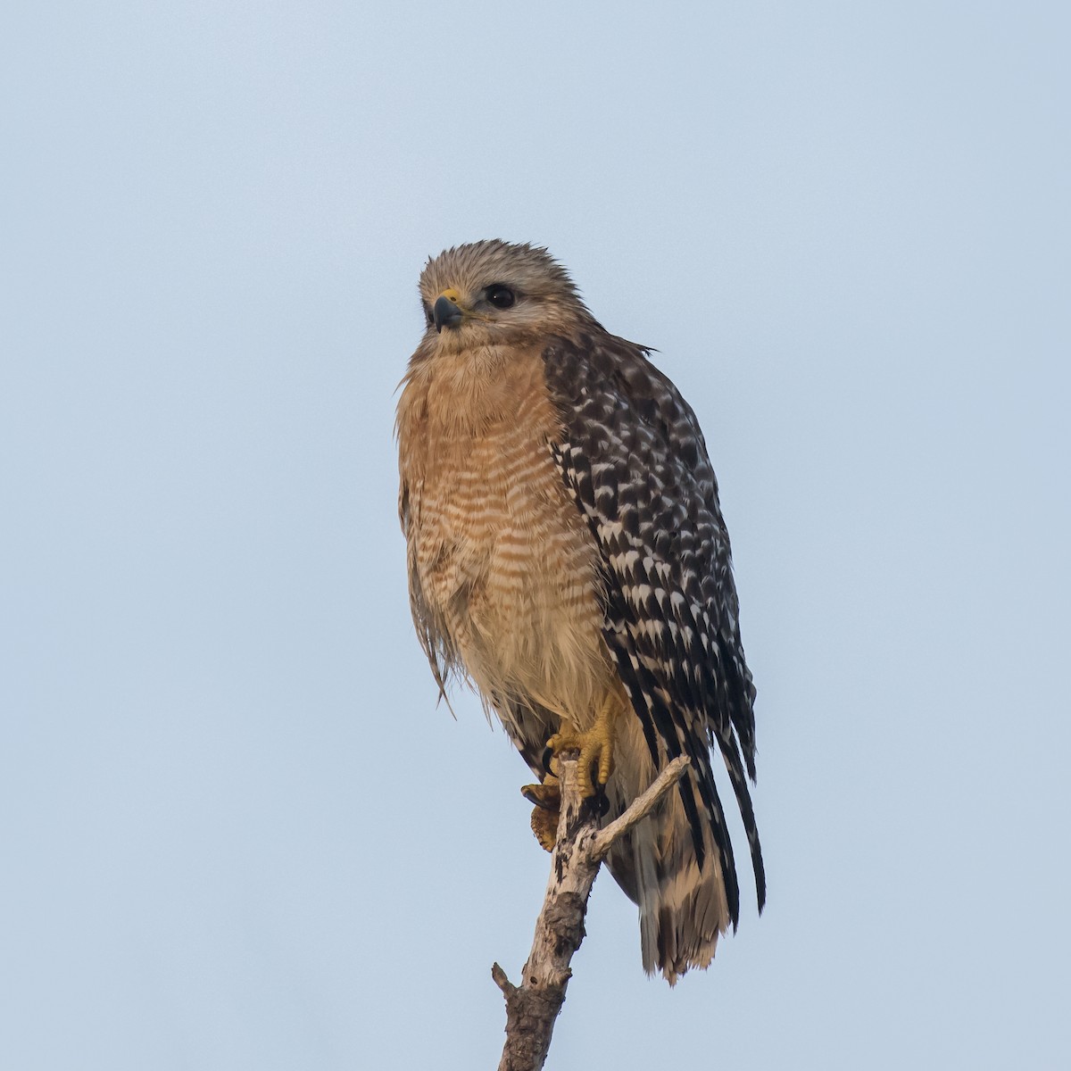 Red-shouldered Hawk - ML53492411