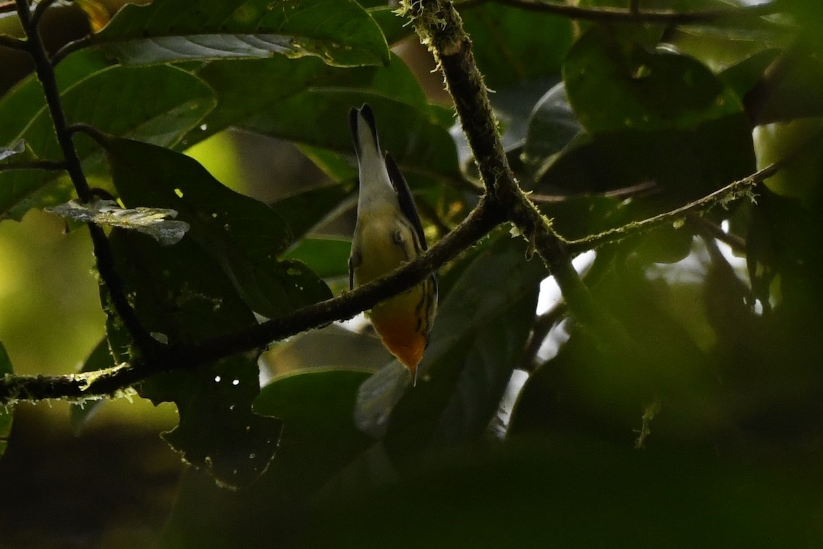 Blackburnian Warbler - ML534924721