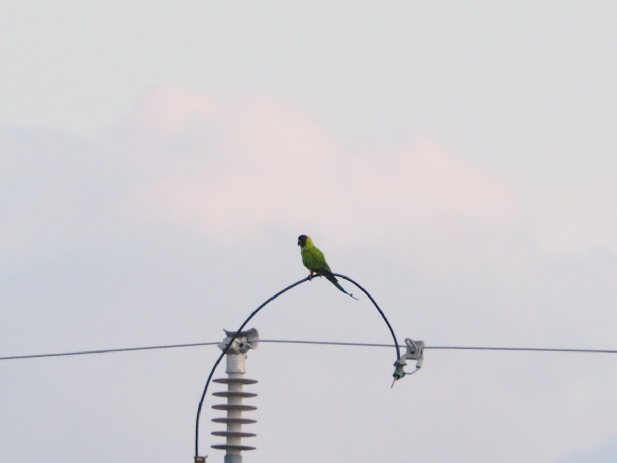 Nanday Parakeet - ML534924871