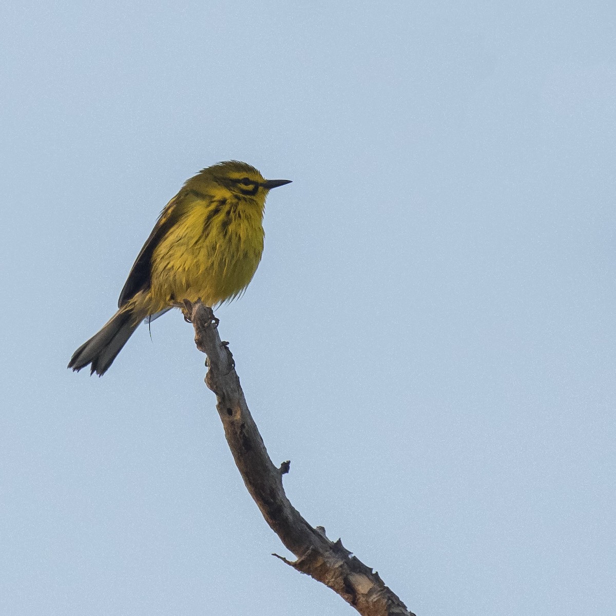 Prairie Warbler - ML53492511