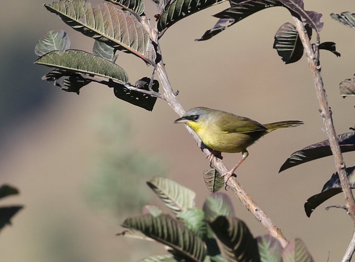 Gray-crowned Yellowthroat - ML534925421