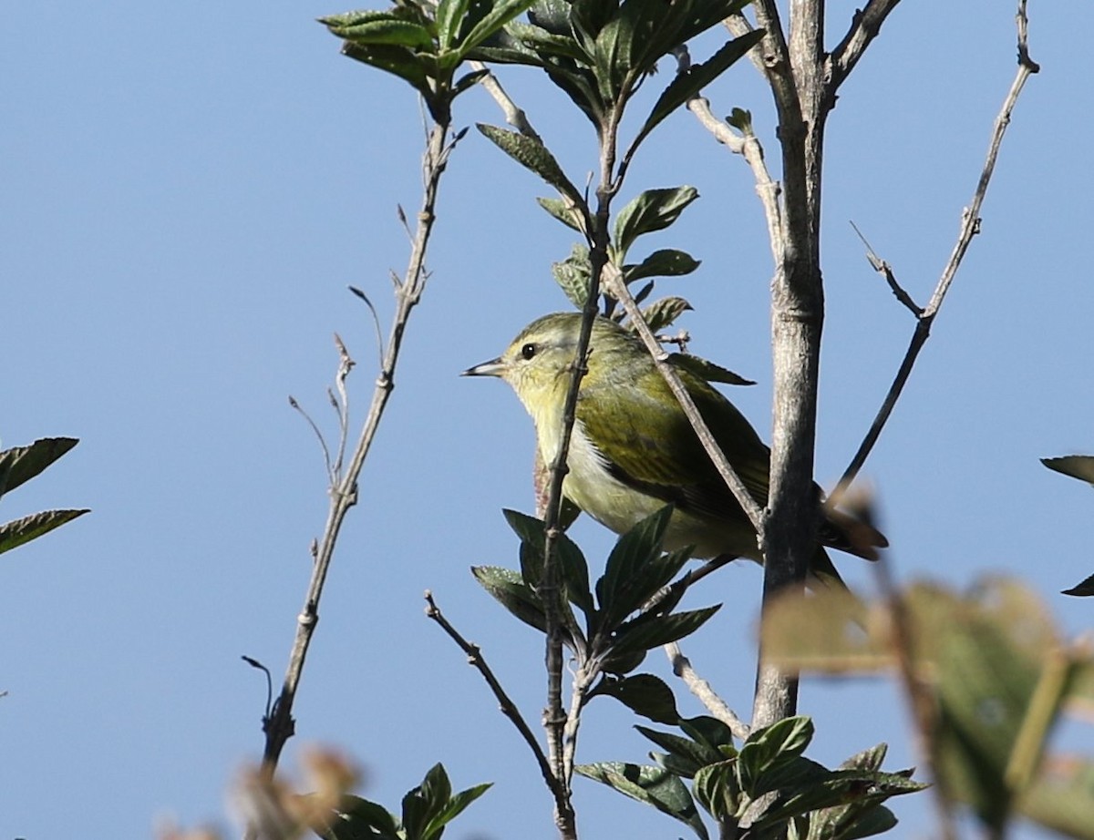Philadelphia Vireo - ML534925611