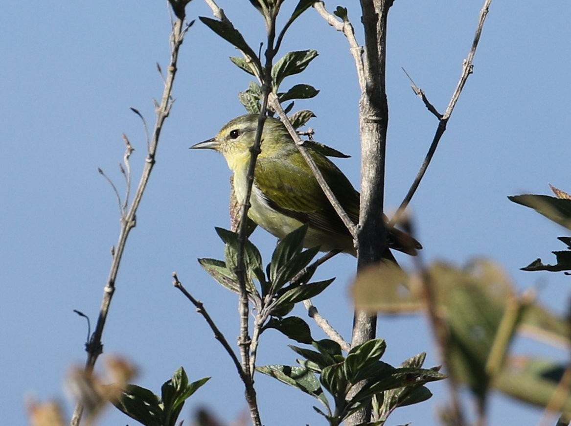 Philadelphia Vireo - ML534925711