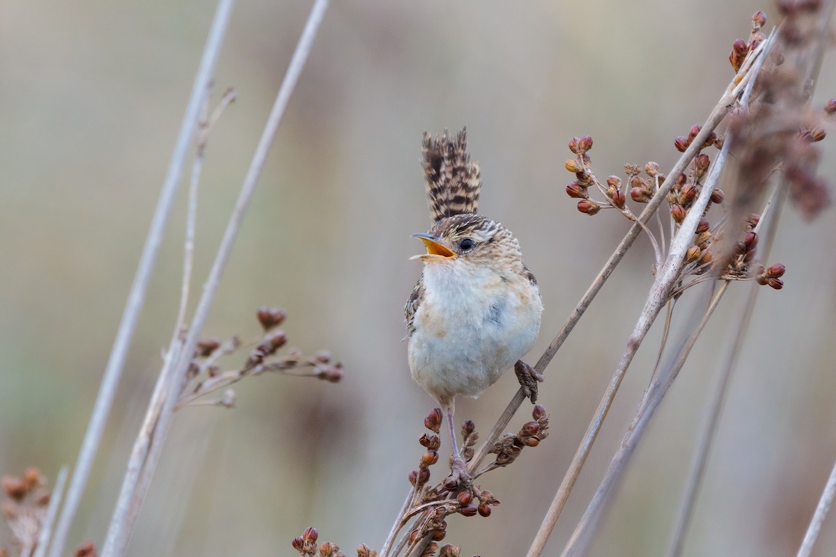 Grass Wren (Pampas) - ML534925981