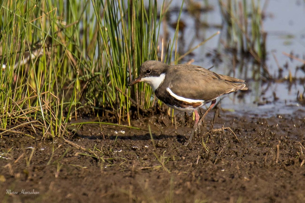 Red-kneed Dotterel - Maree Hanrahan