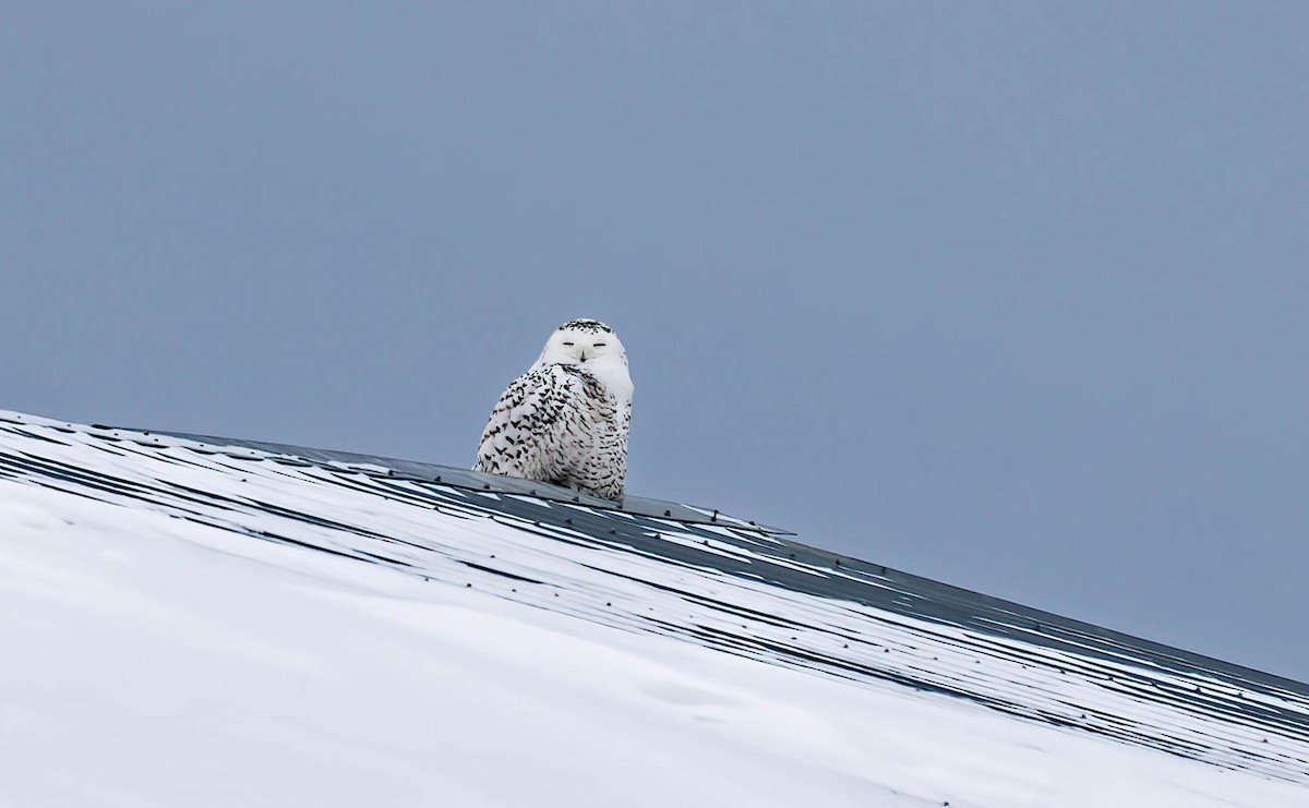 Snowy Owl - ML534926161