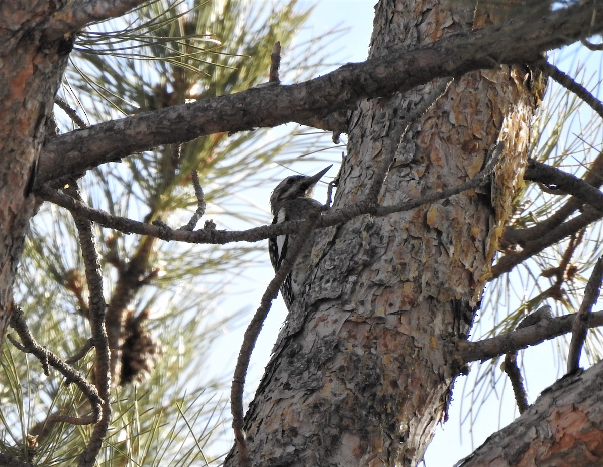 Yellow-bellied Sapsucker - ML534927041