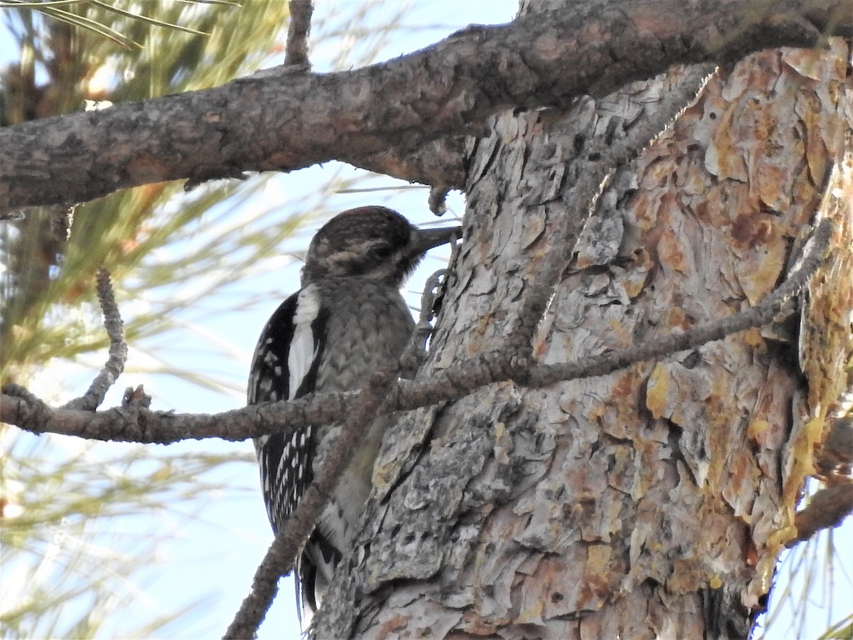 Yellow-bellied Sapsucker - ML534927061