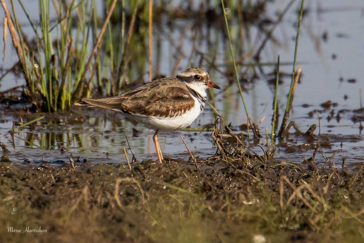 Black-fronted Dotterel - ML53492711