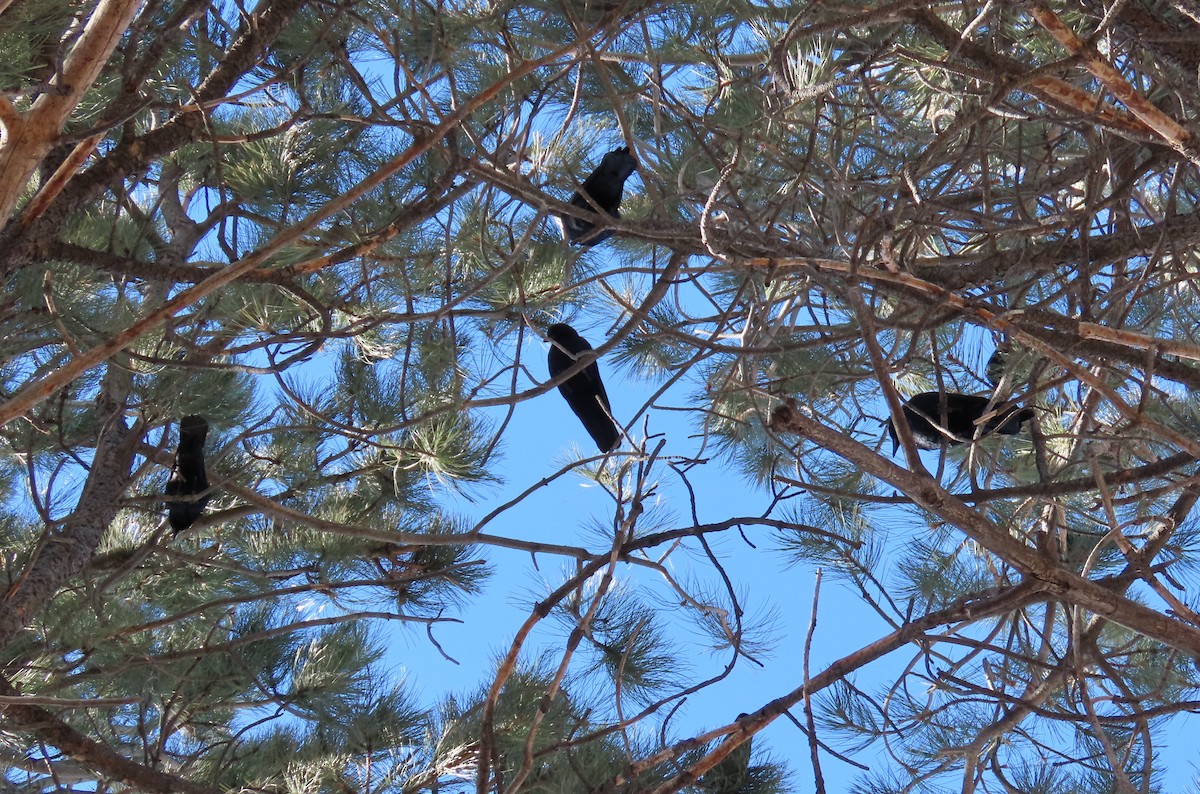 American Crow - ML534927201