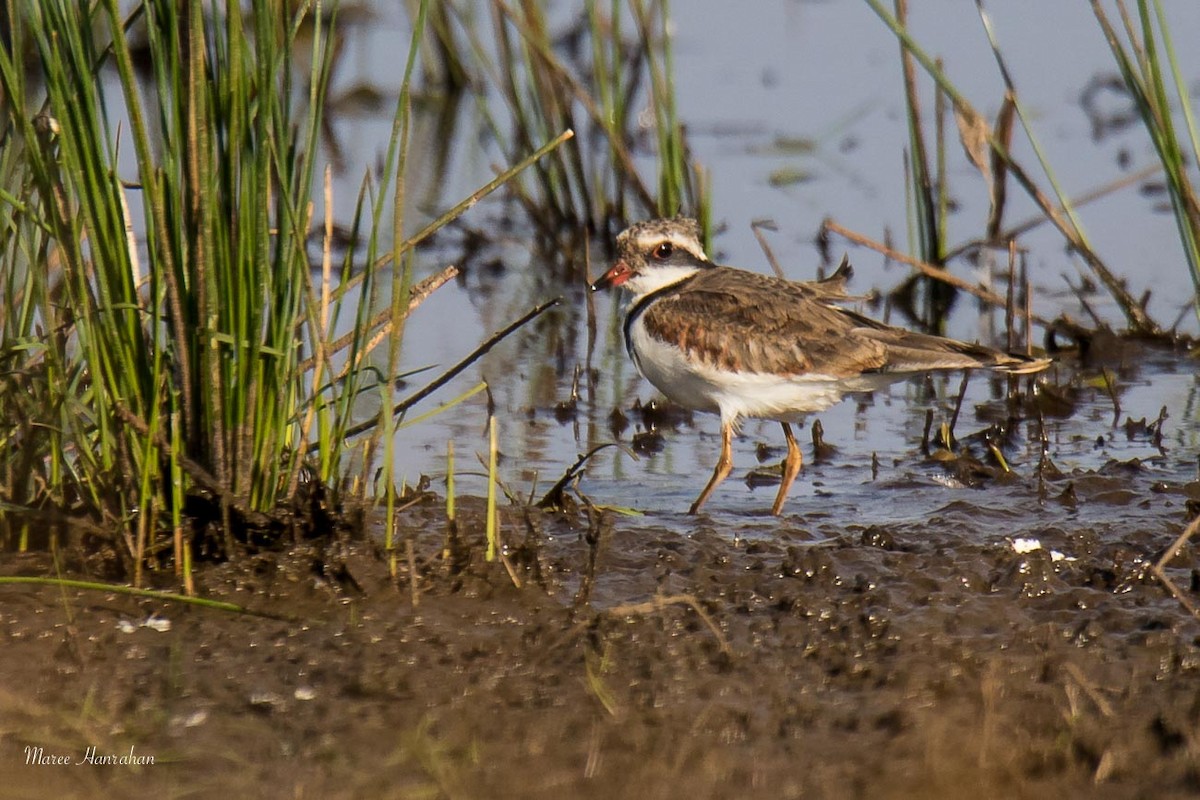 Black-fronted Dotterel - ML53492741