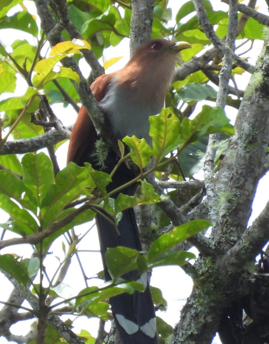 Squirrel Cuckoo (Amazonian) - ML534927971