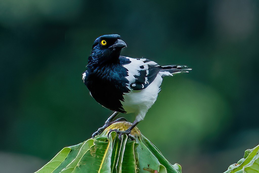 Magpie Tanager - ML534929051