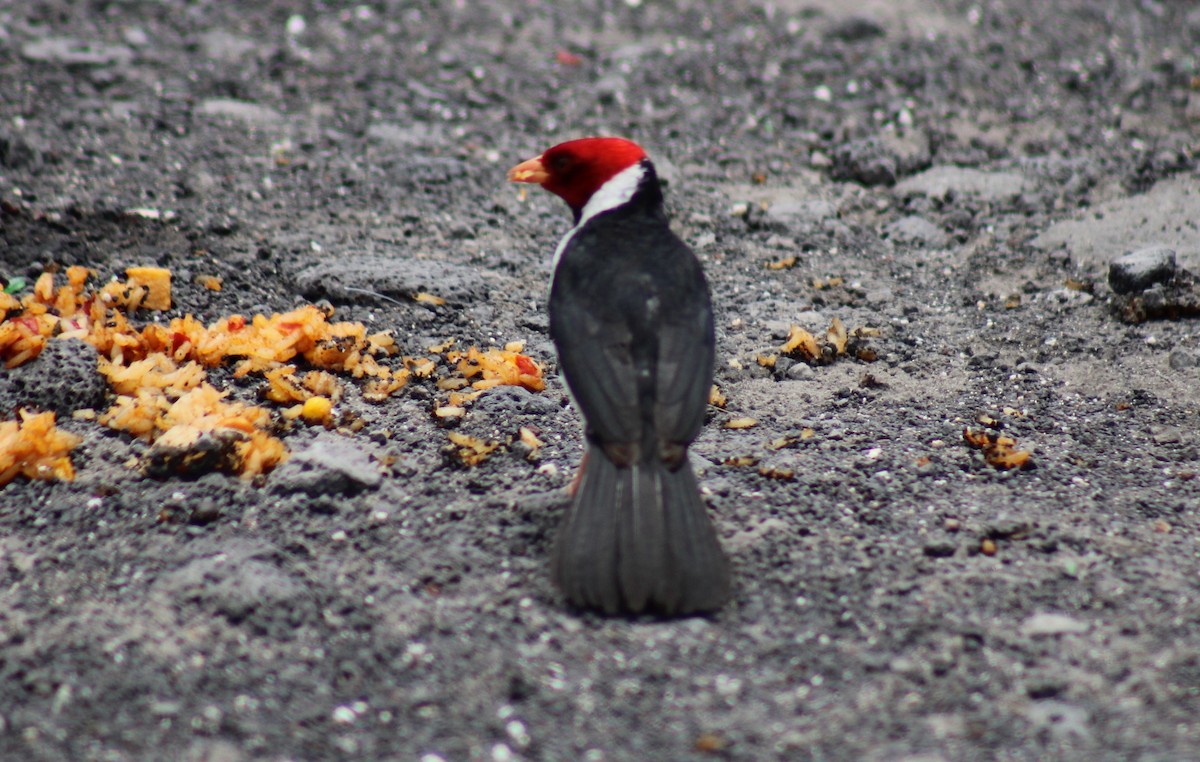 Yellow-billed Cardinal - ML534929651