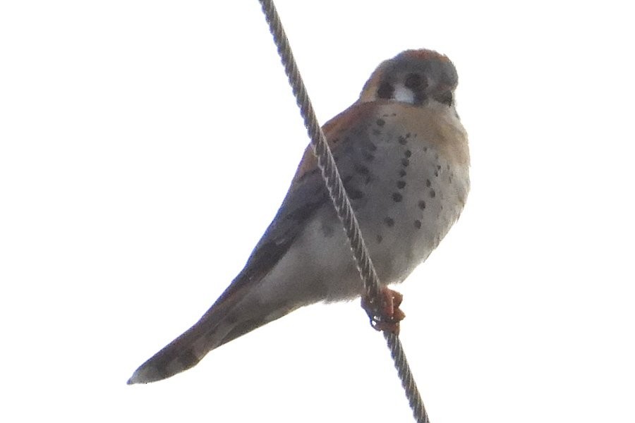 American Kestrel - ML534930511