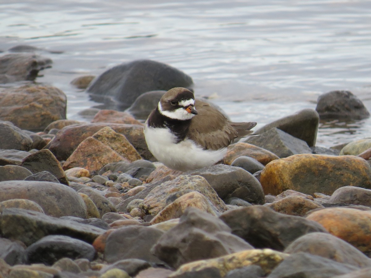 Semipalmated Plover - ML534930561