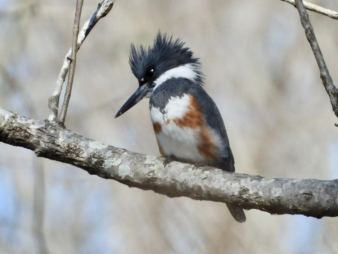 Belted Kingfisher - ML534931031