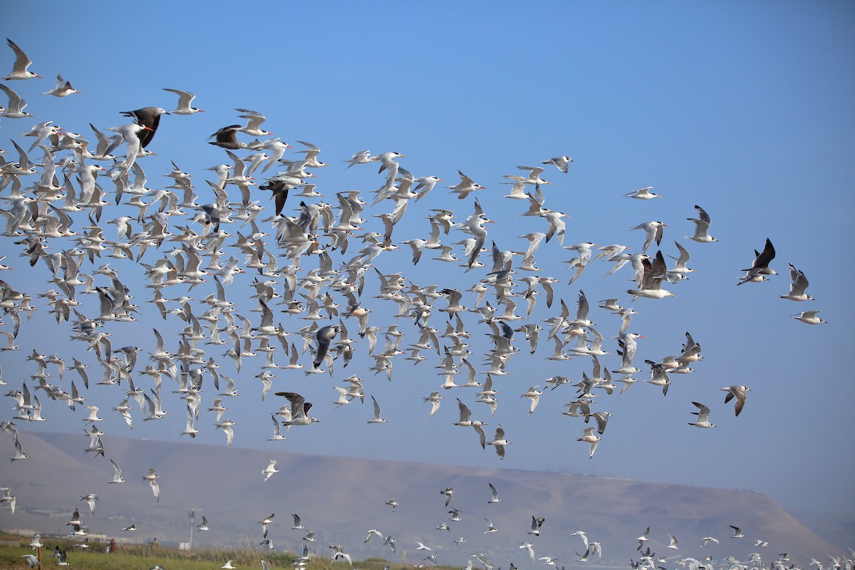 Gaviota Cocinera - ML534931091