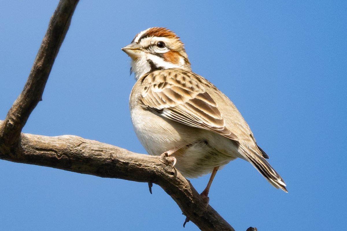 Lark Sparrow - ML534931221