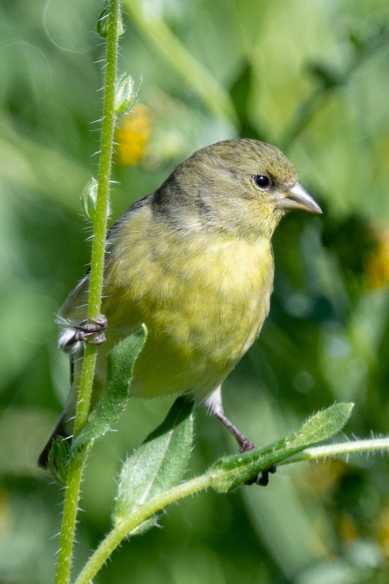 Lesser Goldfinch - ML534931251