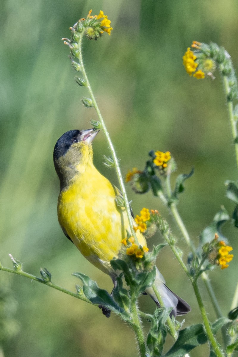 Lesser Goldfinch - ML534931351