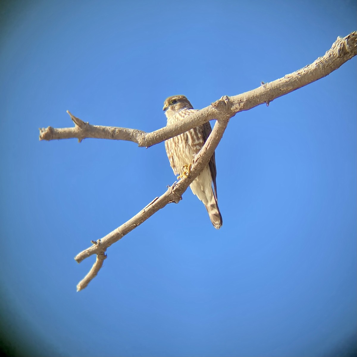 Merlin - ML534931751