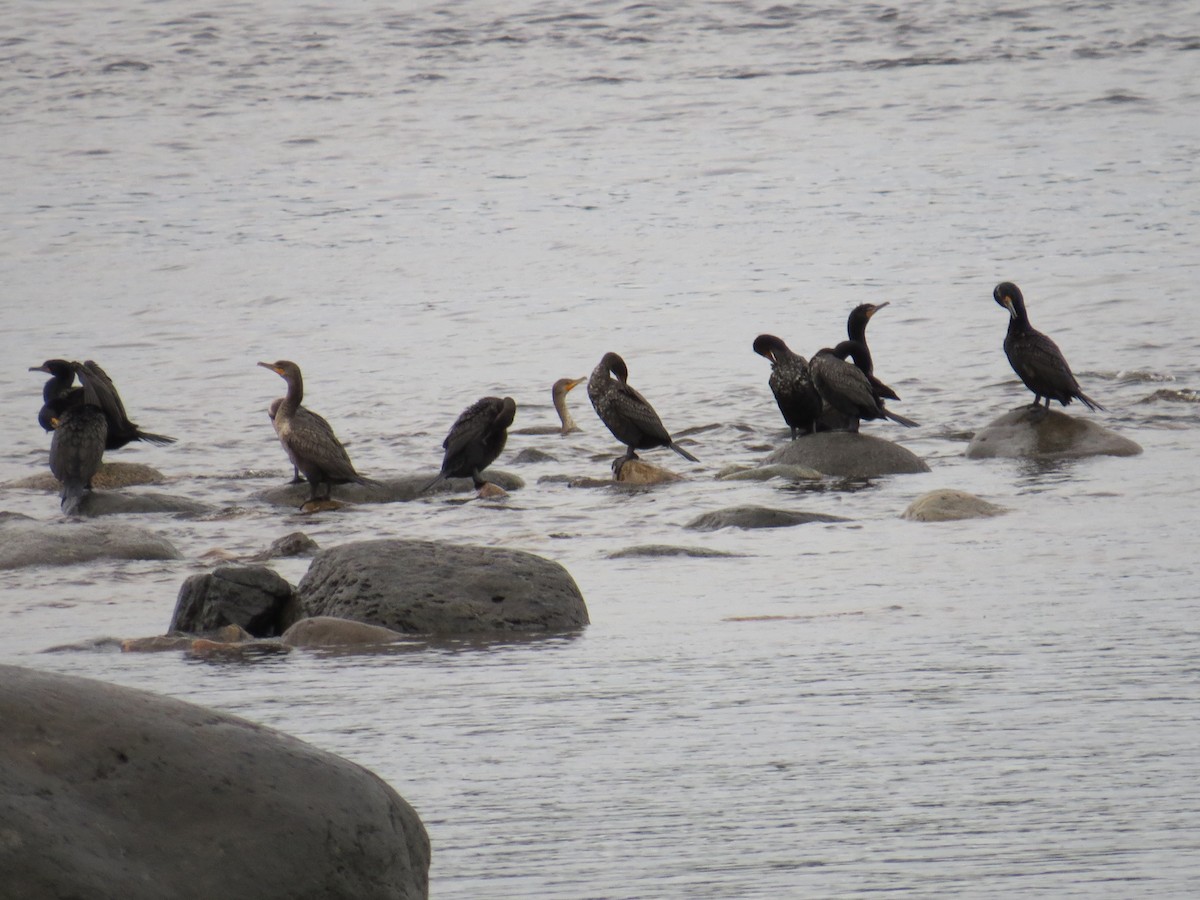 Double-crested Cormorant - ML534932061