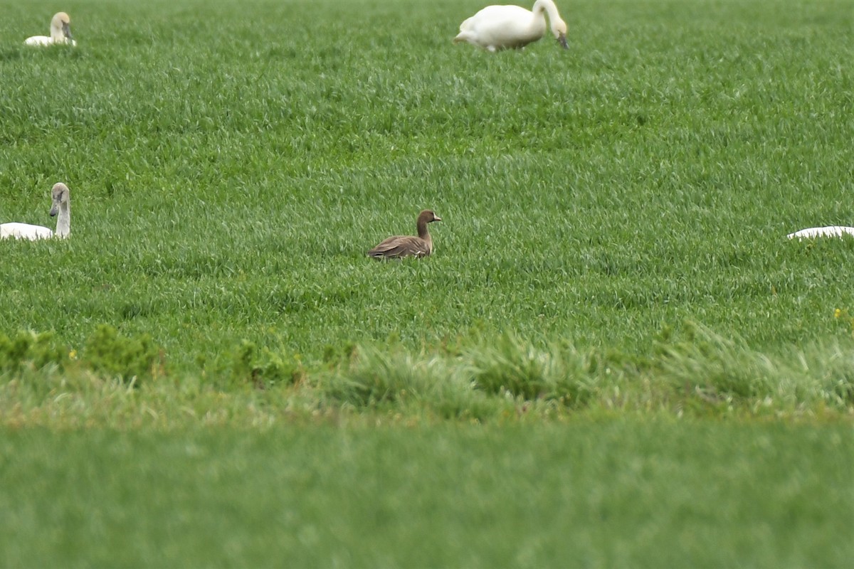 Greater White-fronted Goose - ML534935091