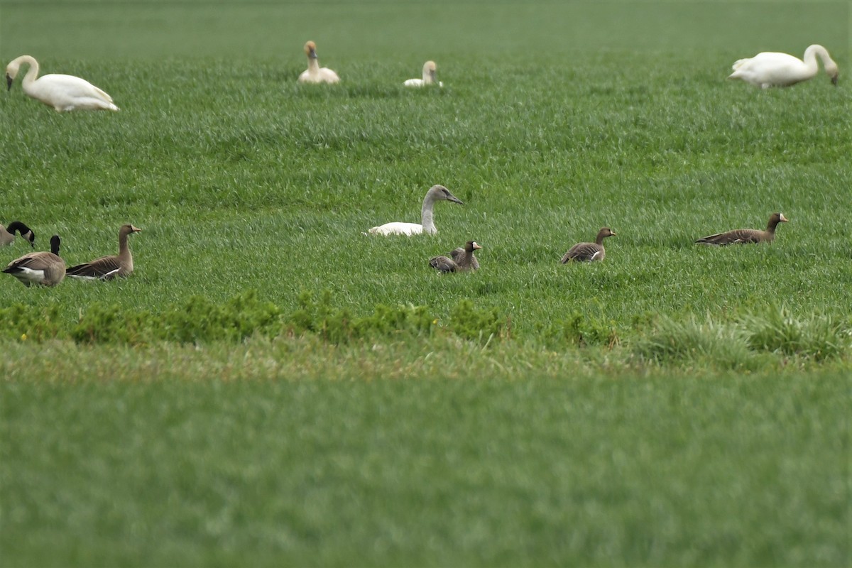 Greater White-fronted Goose - ML534935101