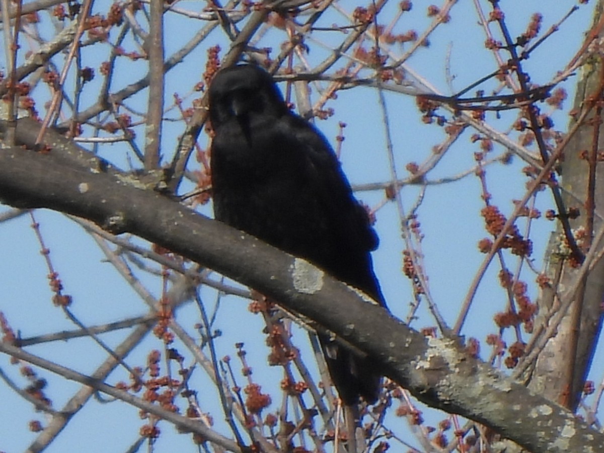 American Crow - ML534935451