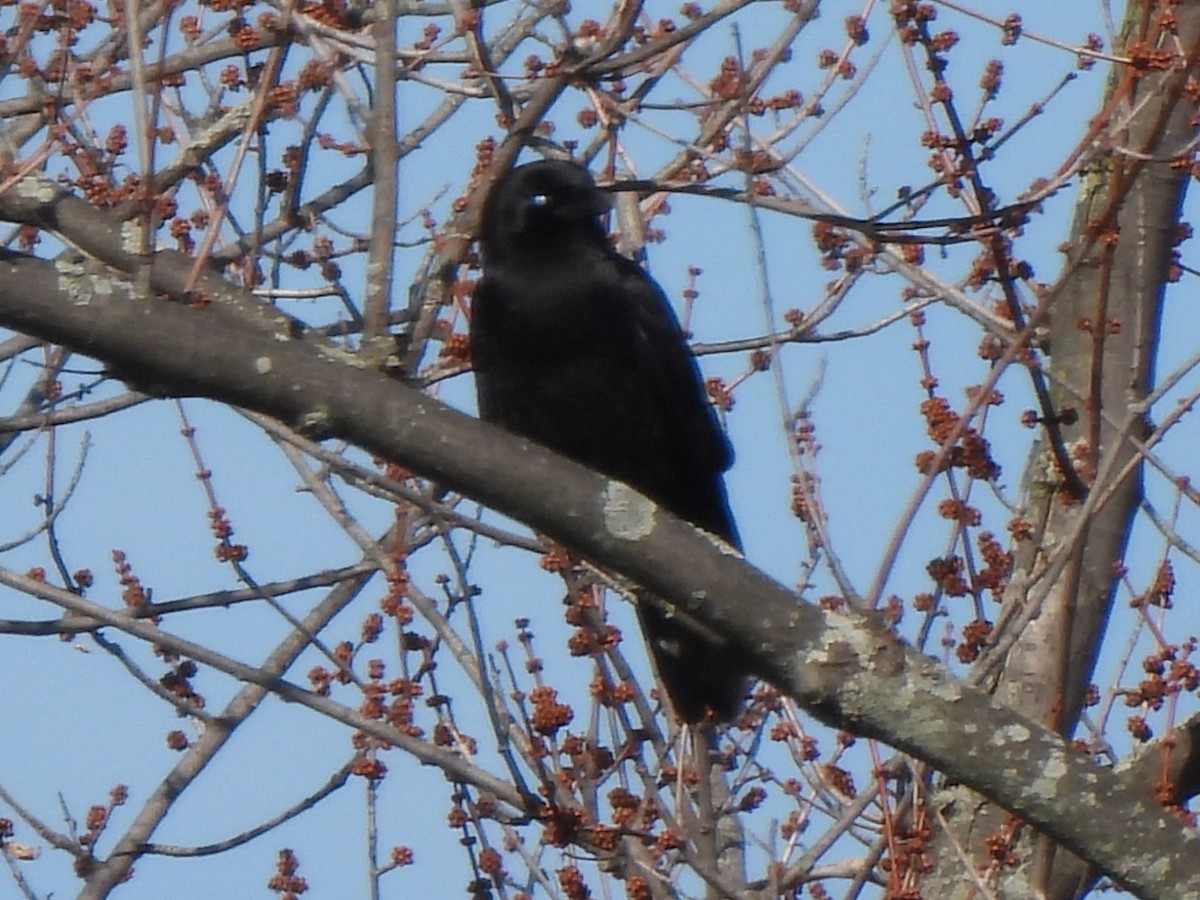 American Crow - ML534935461