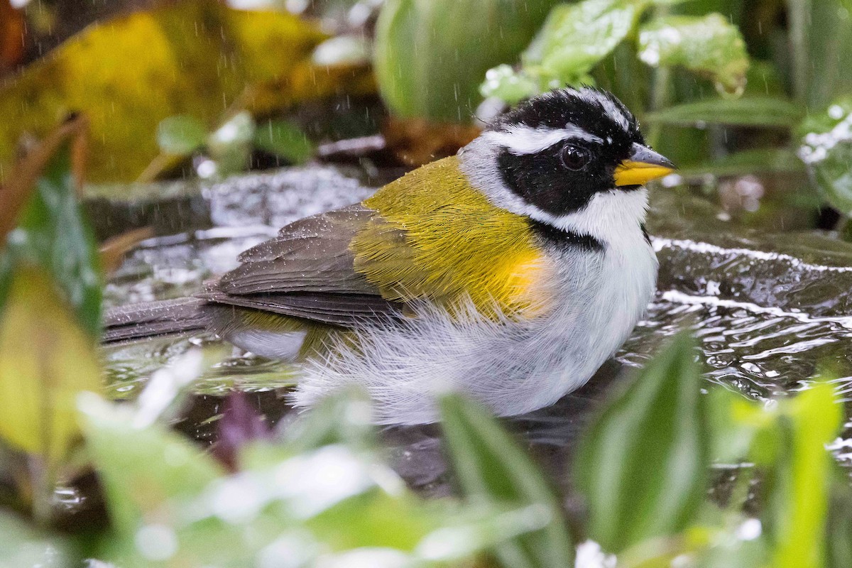 Pectoral Sparrow (Yellow-mandibled) - ML534935481