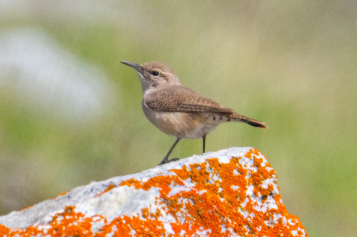 Rock Wren - Karen Kreiger