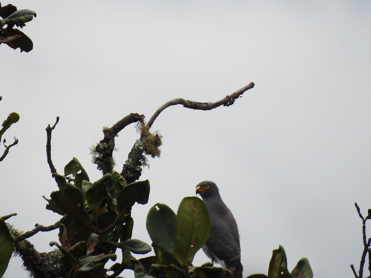 Roadside Hawk - ML534941011