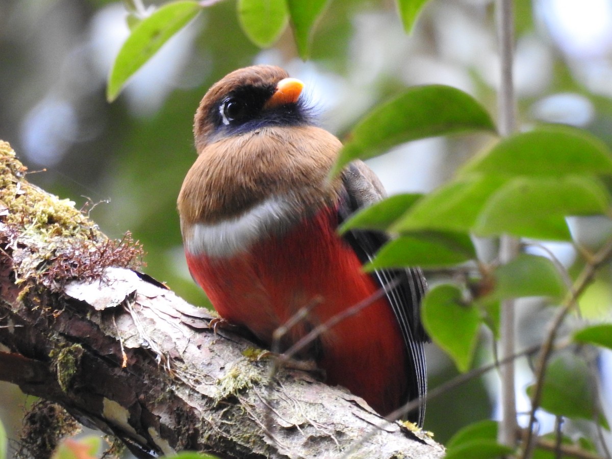 Masked Trogon - ML534941071