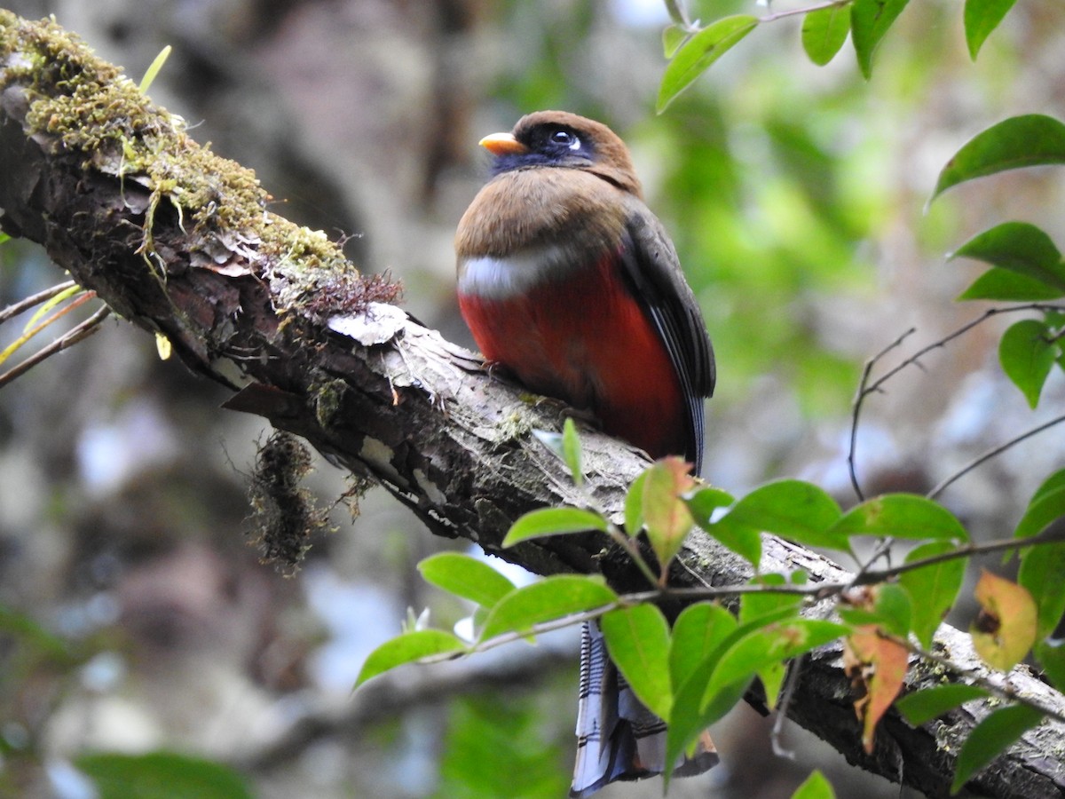 Masked Trogon - ML534941081