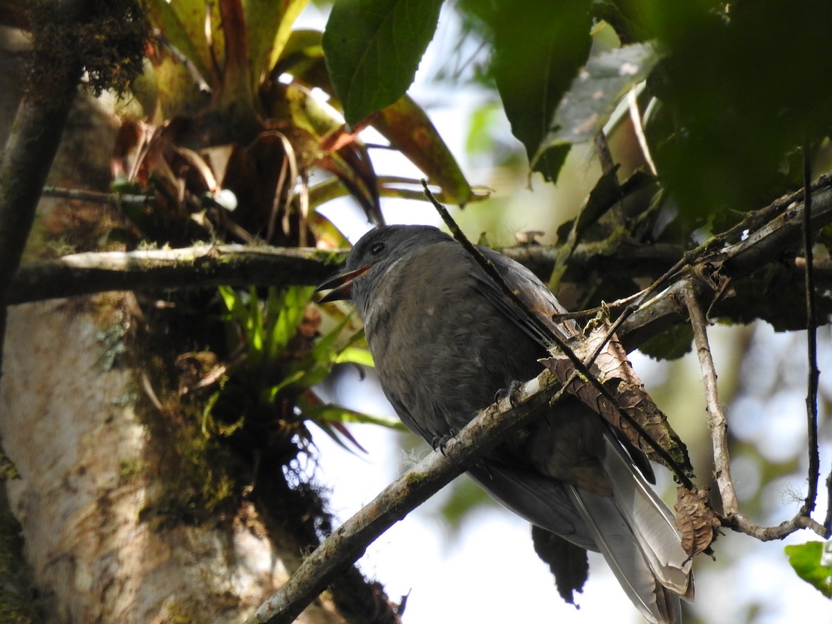 Dusky Piha - Juan nicolas  Jara Ordoñez