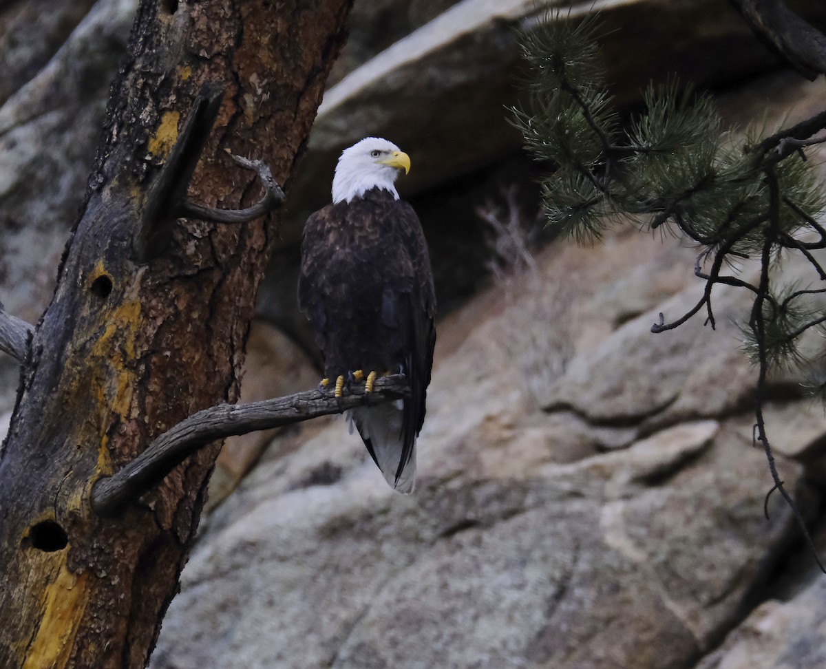 Bald Eagle - ML534941551