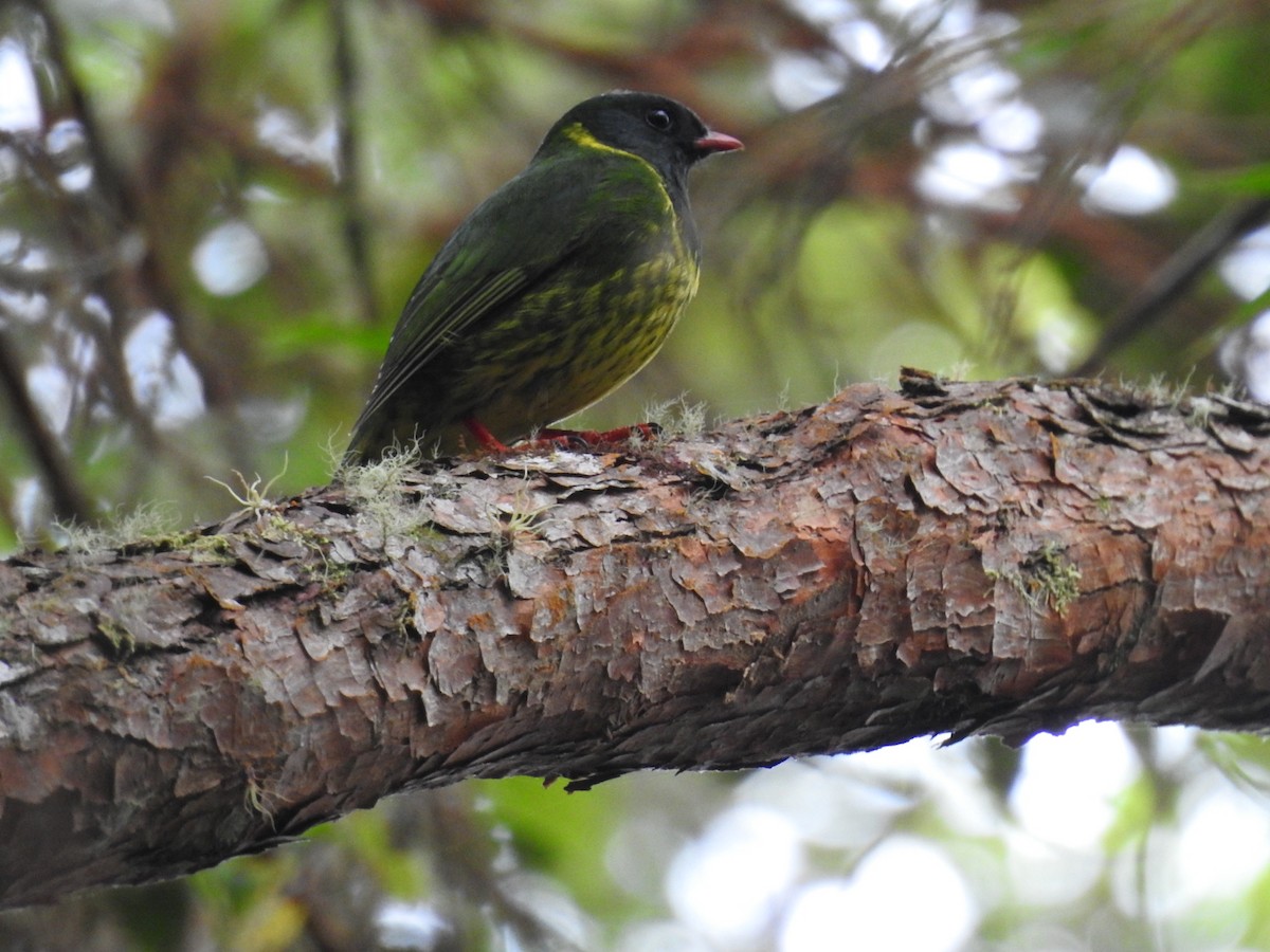 Green-and-black Fruiteater - Juan nicolas  Jara Ordoñez