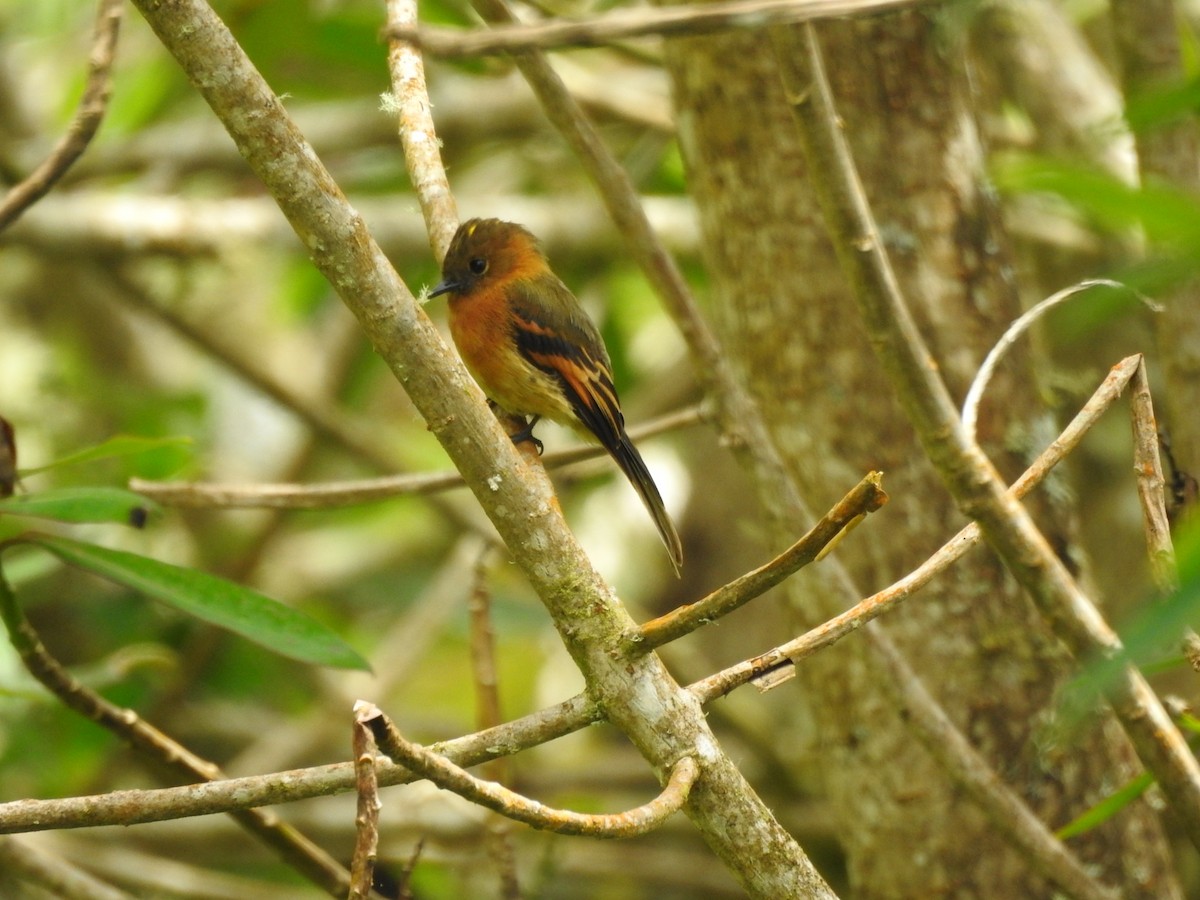 Cinnamon Flycatcher - Juan nicolas  Jara Ordoñez